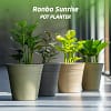 ronbo sunrise planters